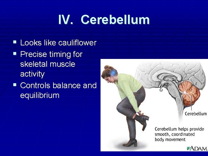 IV. Cerebellum Looks like cauliflower Precise timing for skeletal muscle activity Controls balance and