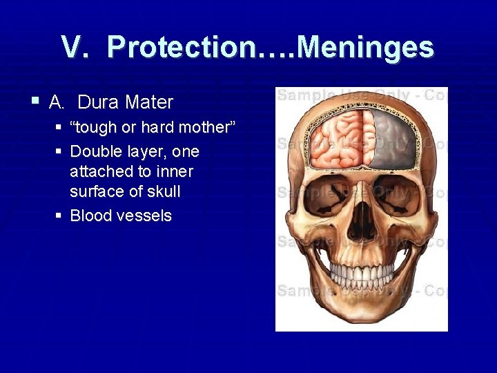 V. Protection…. Meninges A. Dura Mater “tough or hard mother” Double layer, one attached