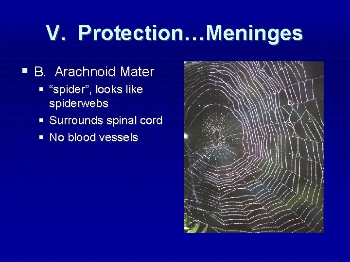 V. Protection…Meninges B. Arachnoid Mater “spider”, looks like spiderwebs Surrounds spinal cord No blood