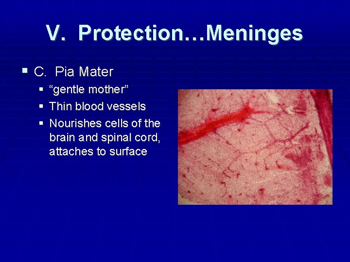 V. Protection…Meninges C. Pia Mater “gentle mother” Thin blood vessels Nourishes cells of the