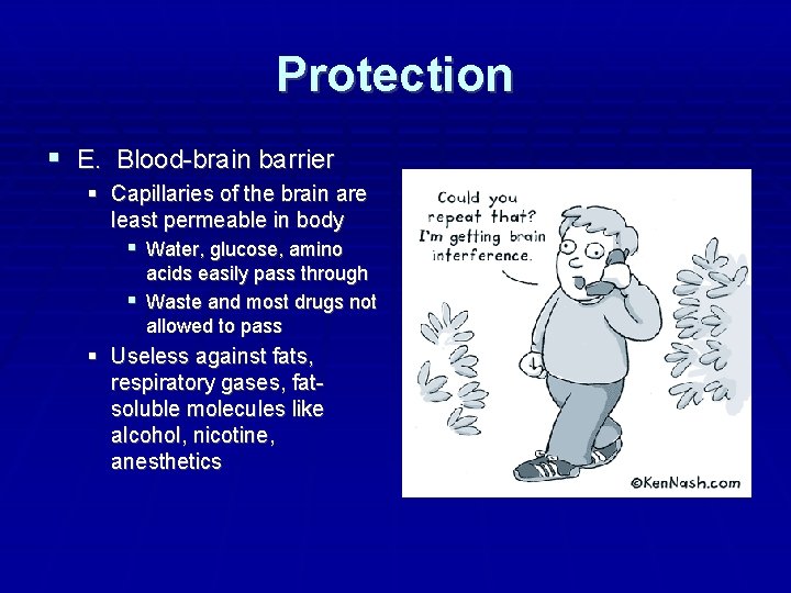 Protection E. Blood-brain barrier Capillaries of the brain are least permeable in body Water,