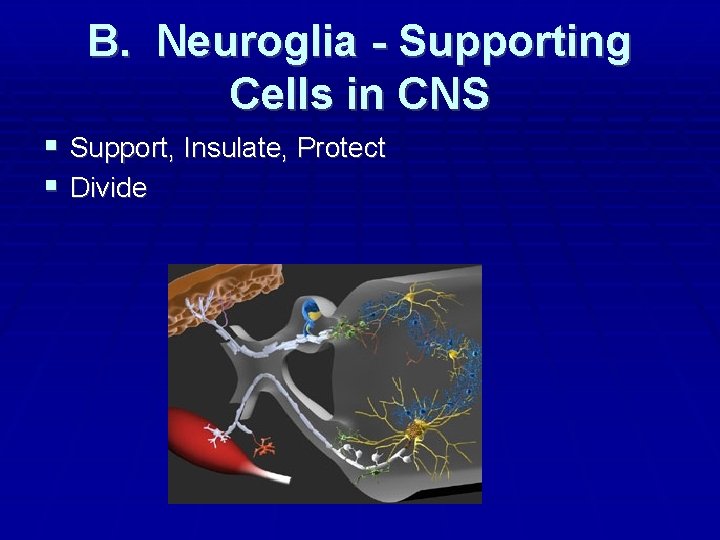 B. Neuroglia - Supporting Cells in CNS Support, Insulate, Protect Divide 