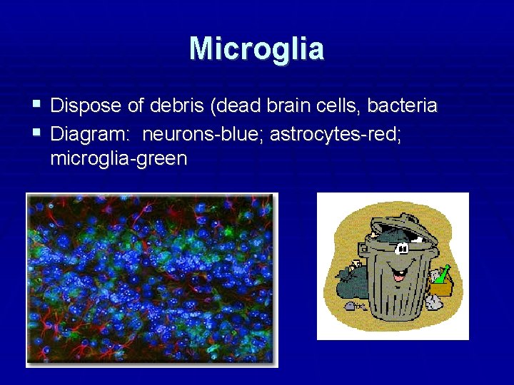 Microglia Dispose of debris (dead brain cells, bacteria Diagram: neurons-blue; astrocytes-red; microglia-green 