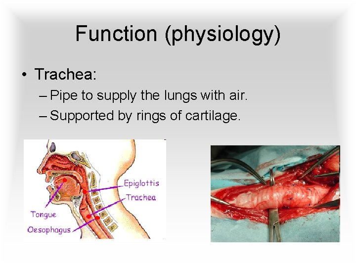 Function (physiology) • Trachea: – Pipe to supply the lungs with air. – Supported