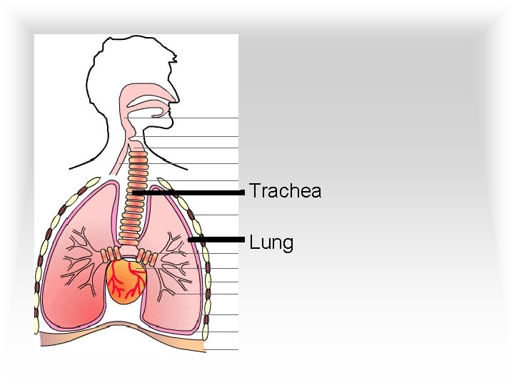 Trachea Lung 