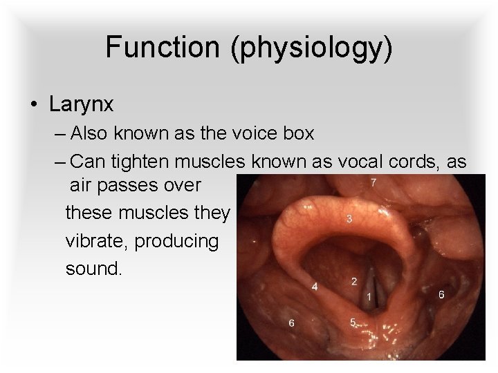 Function (physiology) • Larynx – Also known as the voice box – Can tighten