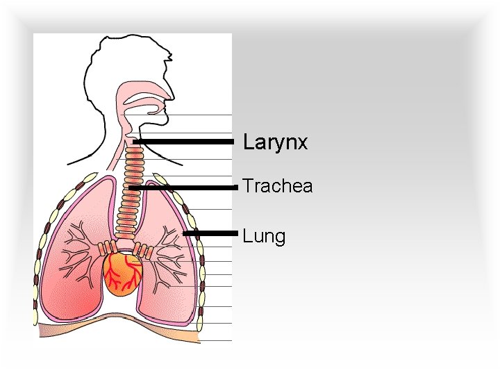 Larynx Trachea Lung 