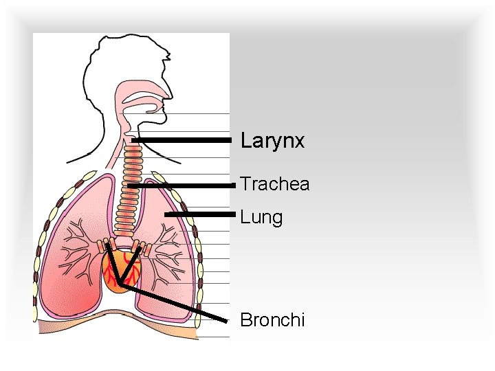 Larynx Trachea Lung Bronchi 