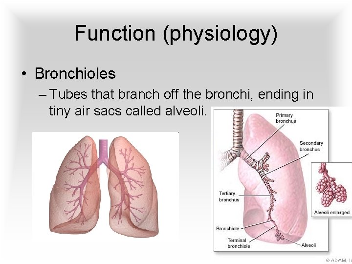 Function (physiology) • Bronchioles – Tubes that branch off the bronchi, ending in tiny