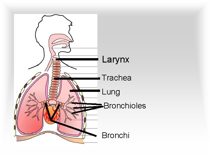 Larynx Trachea Lung Bronchioles Bronchi 