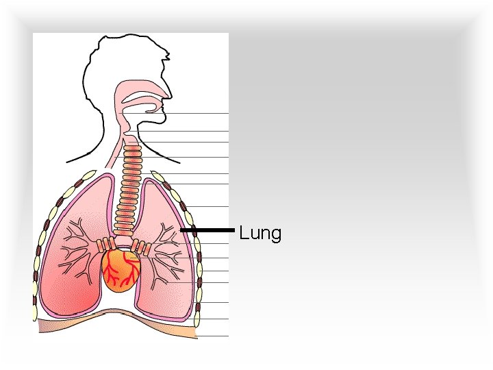 Lung 