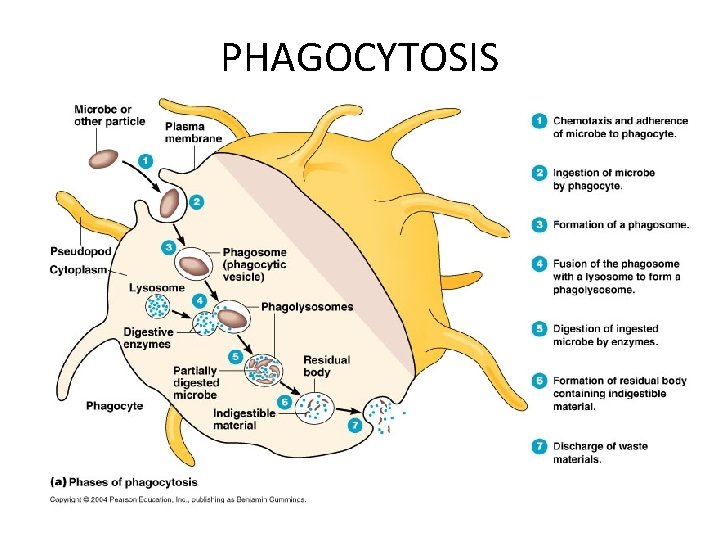 PHAGOCYTOSIS 
