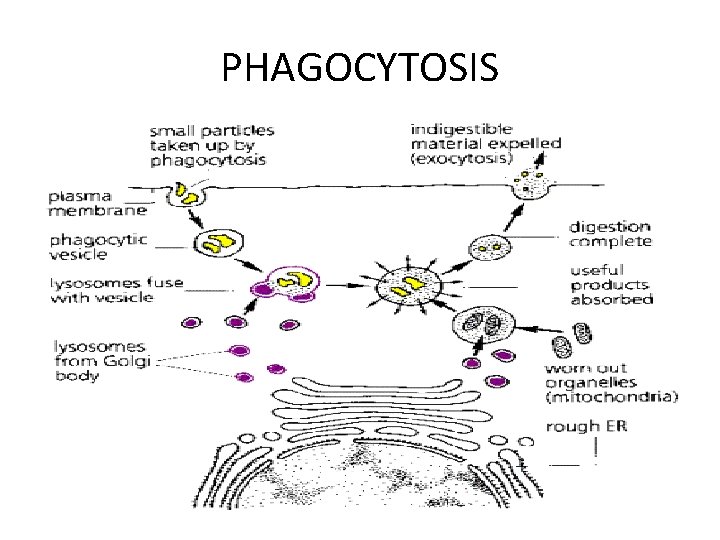 PHAGOCYTOSIS 