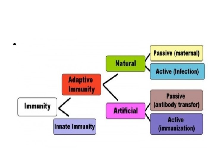  • Adaptive vs. Innate Immunity 