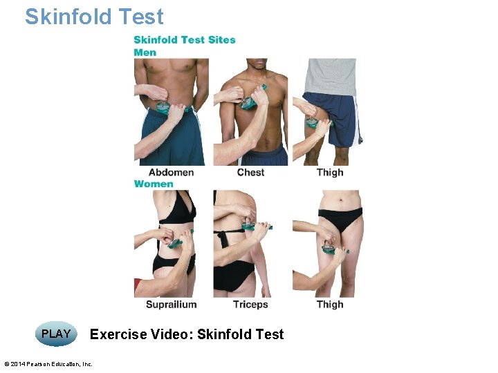 Skinfold Test PLAY Exercise Video: Skinfold Test © 2014 Pearson Education, Inc. 