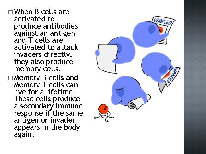 � When B cells are activated to produce antibodies against an antigen and T