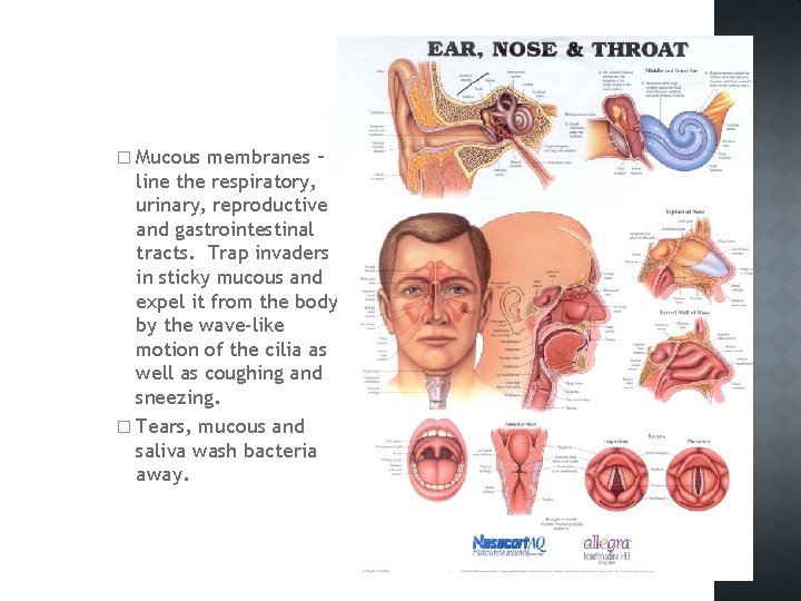 � Mucous membranes – line the respiratory, urinary, reproductive and gastrointestinal tracts. Trap invaders