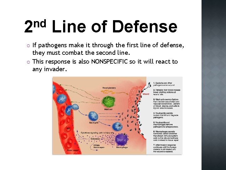 nd 2 Line of Defense If pathogens make it through the first line of