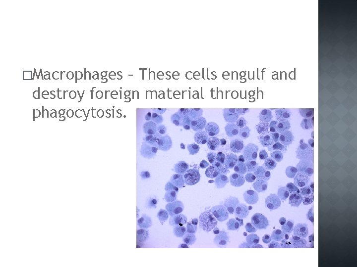 �Macrophages – These cells engulf and destroy foreign material through phagocytosis. 