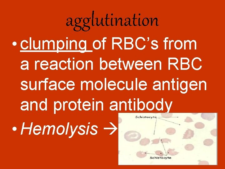 agglutination • clumping of RBC’s from a reaction between RBC surface molecule antigen and