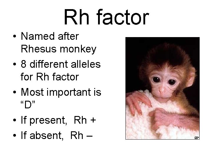 Rh factor • Named after Rhesus monkey • 8 different alleles for Rh factor