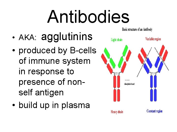 Antibodies • AKA: agglutinins • produced by B-cells of immune system in response to