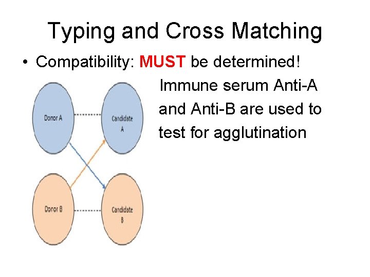 Typing and Cross Matching • Compatibility: MUST be determined! • Immune serum Anti-A and