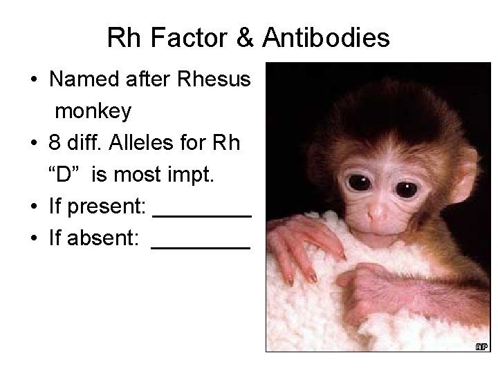 Rh Factor & Antibodies • Named after Rhesus monkey • 8 diff. Alleles for