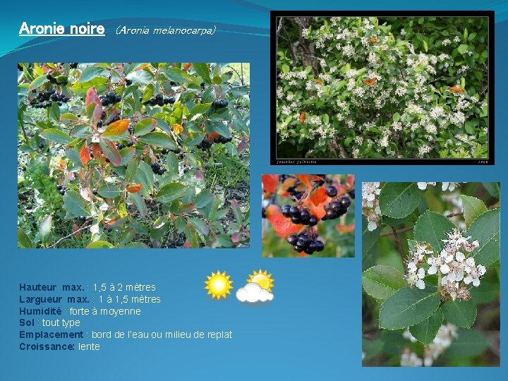 Aronie noire (Aronia melanocarpa) Hauteur max. : 1, 5 à 2 mètres Largueur max.