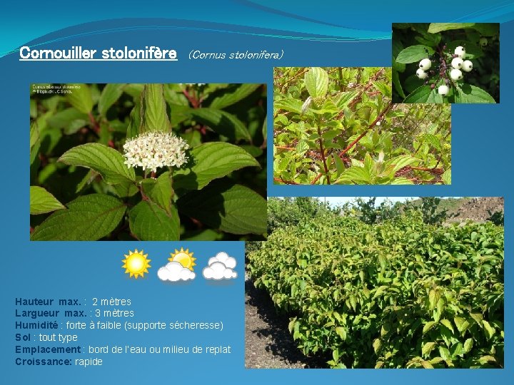 Cornouiller stolonifère (Cornus stolonifera) Hauteur max. : 2 mètres Largueur max. : 3 mètres