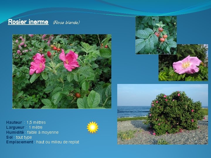 Rosier inerme (Rosa blanda) Hauteur : 1, 5 mètres Largueur : 1 mètre Humidité