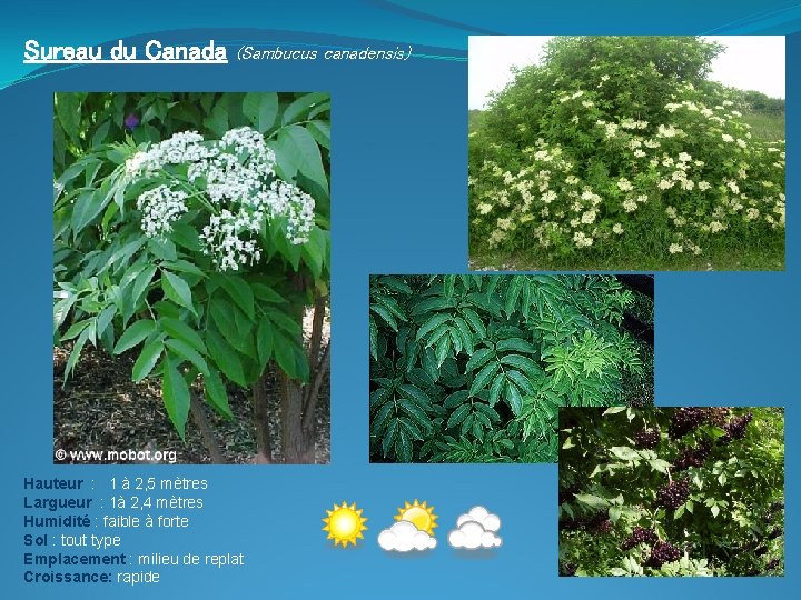 Sureau du Canada (Sambucus canadensis) Hauteur : 1 à 2, 5 mètres Largueur :