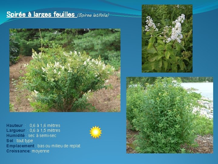Spirée à larges feuilles (Spirea latifolia) Hauteur : 0, 6 à 1, 6 mètres