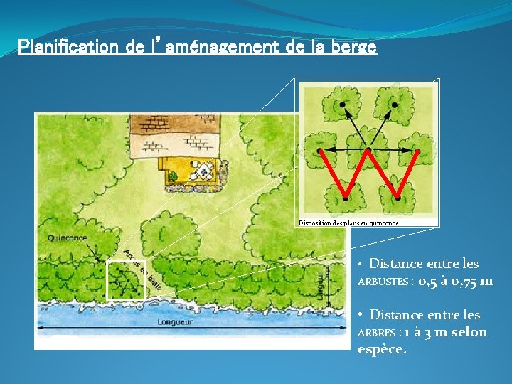 Planification de l’aménagement de la berge • Distance entre les ARBUSTES : 0, 5
