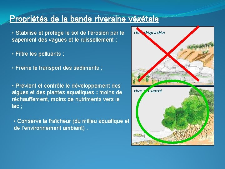 Propriétés de la bande riveraine végétale • Stabilise et protège le sol de l’érosion