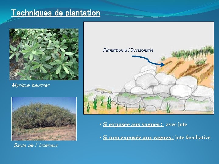 Techniques de plantation Plantation à l’horizontale Myrique baumier • Si exposée aux vagues :