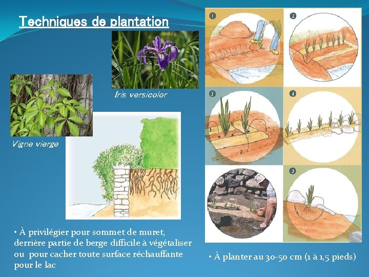 Techniques de plantation Iris versicolor Vigne vierge • À privilégier pour sommet de muret,