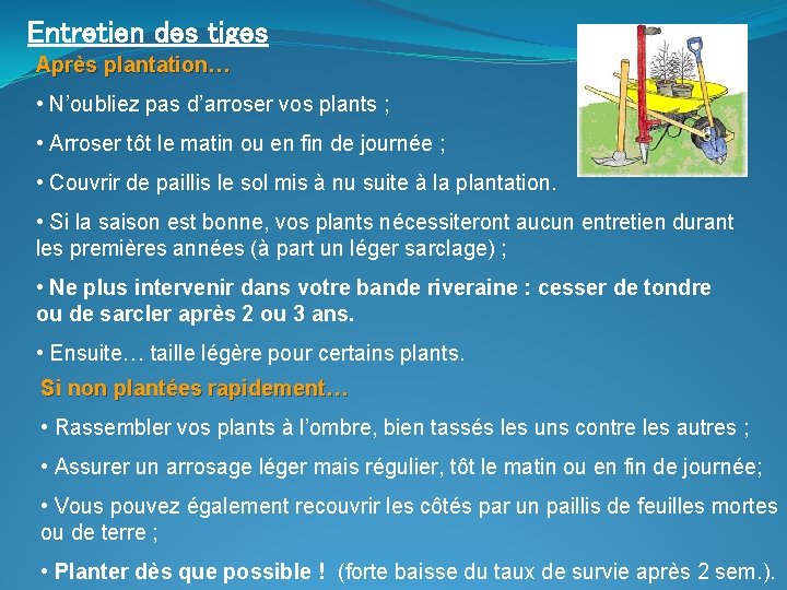 Entretien des tiges Après plantation… • N’oubliez pas d’arroser vos plants ; • Arroser