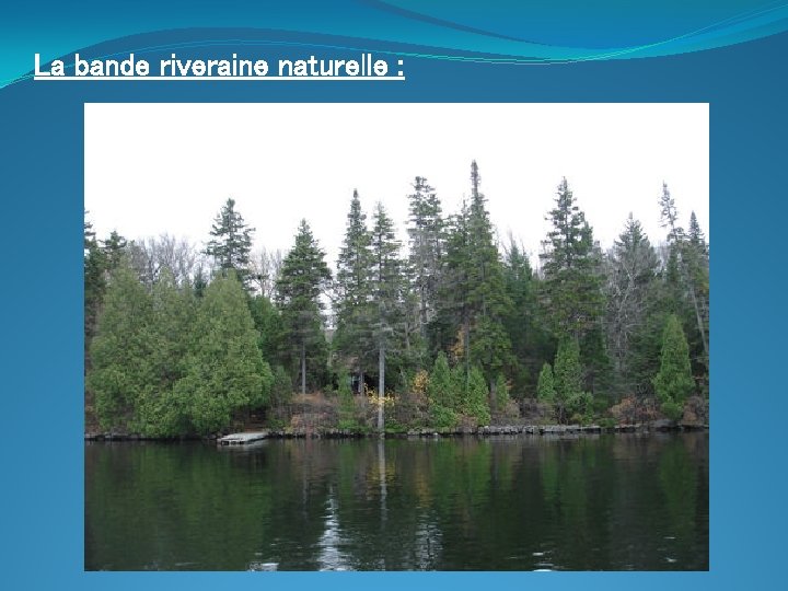 La bande riveraine naturelle : Arbustes et herbacées de terrain humide Arbustes et herbacées