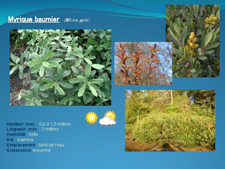 Myrique baumier (Mirica gale) Hauteur max. : 0, 6 à 1, 3 mètres Largueur