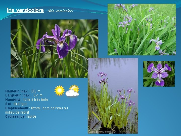 Iris versicolore (Iris versicolor) Hauteur max. : 0, 5 m Largueur max. : 0,