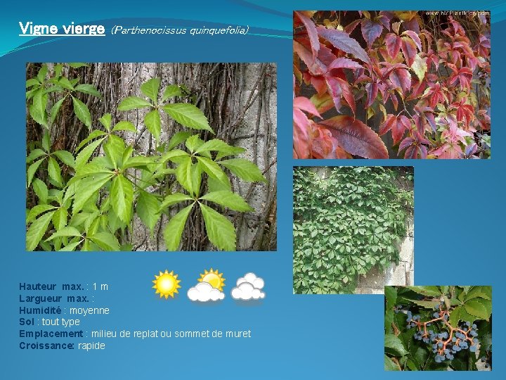 Vigne vierge (Parthenocissus quinquefolia) Hauteur max. : 1 m Largueur max. : Humidité :