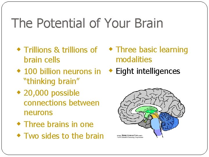 The Potential of Your Brain w Trillions & trillions of w w w Three
