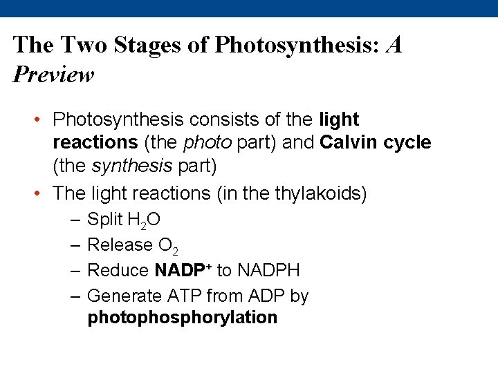 The Two Stages of Photosynthesis: A Preview • Photosynthesis consists of the light reactions