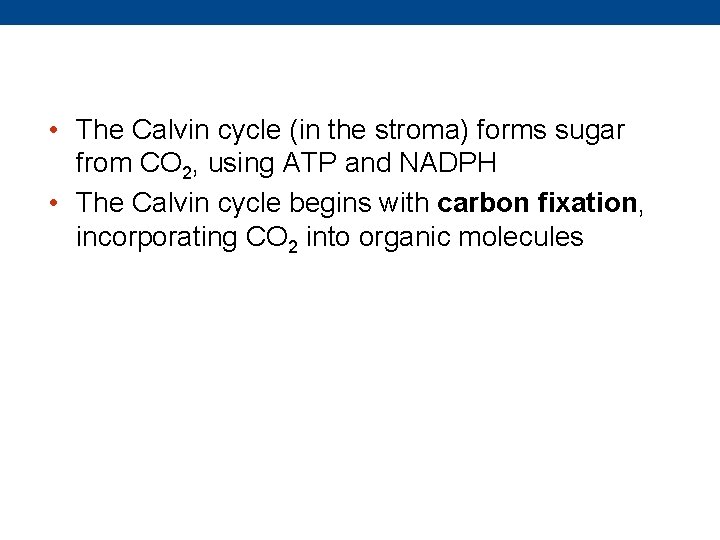  • The Calvin cycle (in the stroma) forms sugar from CO 2, using