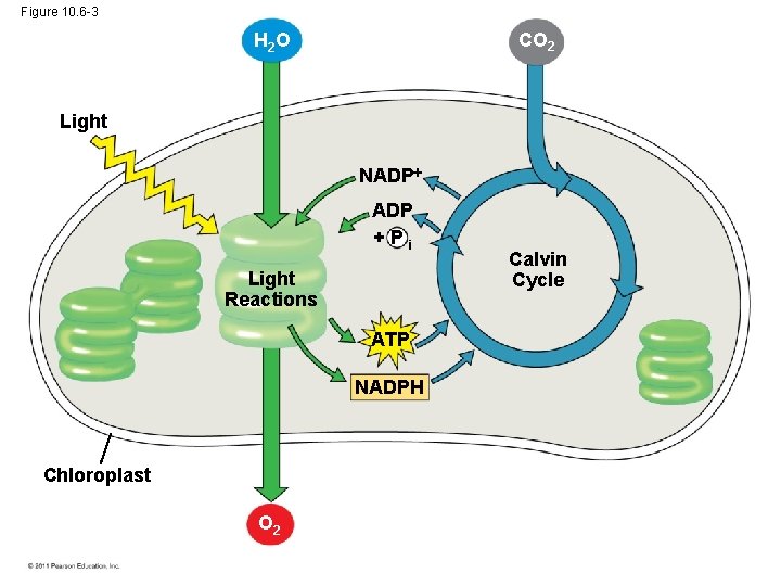 Figure 10. 6 -3 CO 2 H 2 O Light NADP +Pi Light Reactions