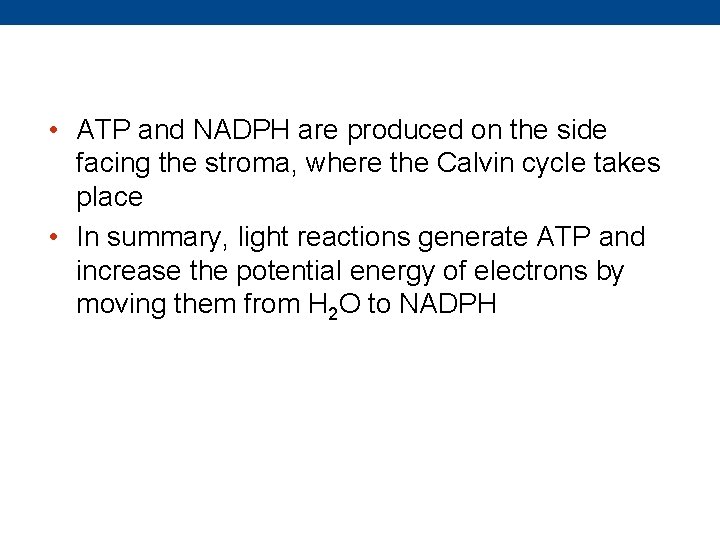  • ATP and NADPH are produced on the side facing the stroma, where