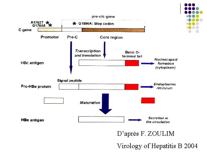 D’après F. ZOULIM Virology of Hepatitis B 2004 
