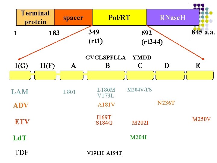 Terminal protein 1 spacer Pol/RT 349 (rt 1) 183 A YMDD B C M