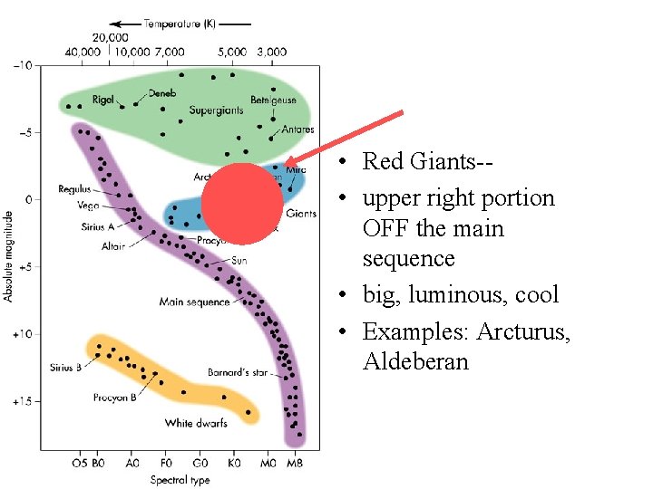  • Red Giants- • upper right portion OFF the main sequence • big,